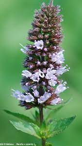 Peppermint Mint Anbau densely in a container