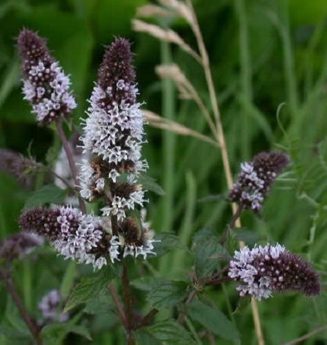Peppermint Mint Anbau densely in a container