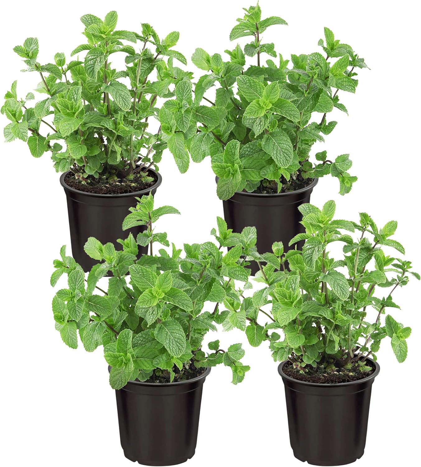 Peppermint mentha piperita samen für aussaat