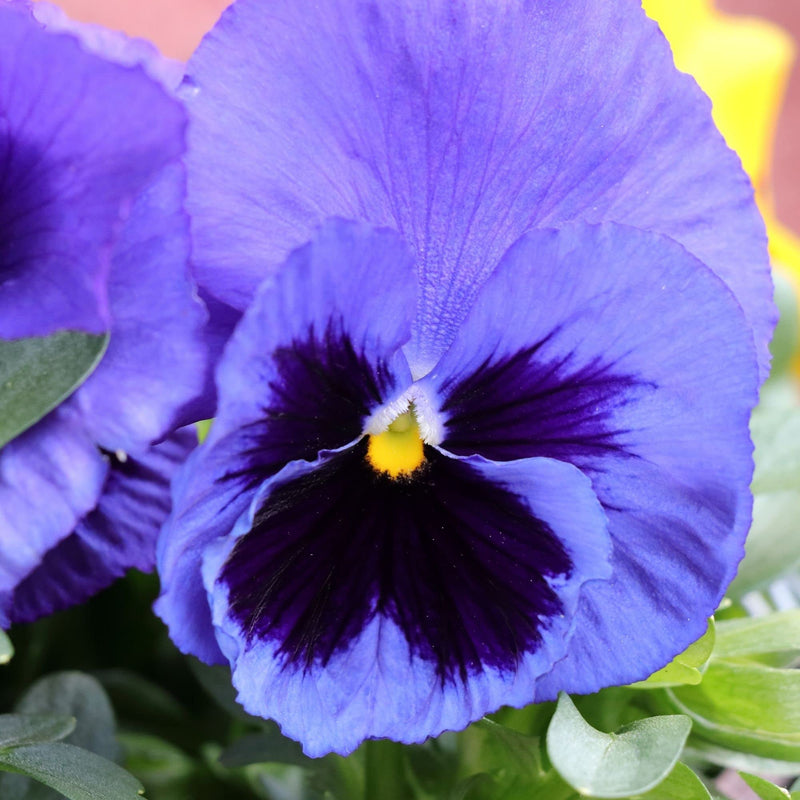 Peppermint twist cosmos samen bi-color flower samen