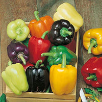 Healthy mixed pepper pflanzen wachsend in full sun