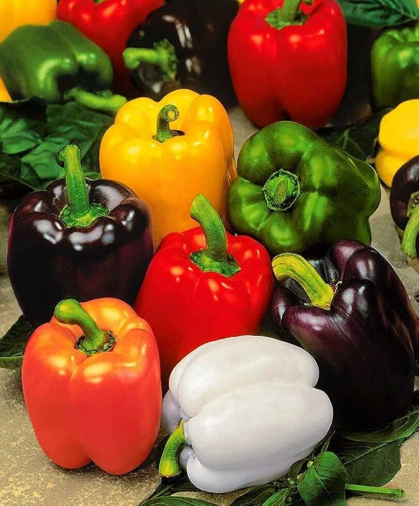 Mixed pepper pflanzen thriving in raised garten beds