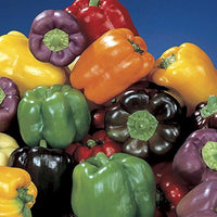 Non-gmo peppers mixed samen für aussaat in home gardens