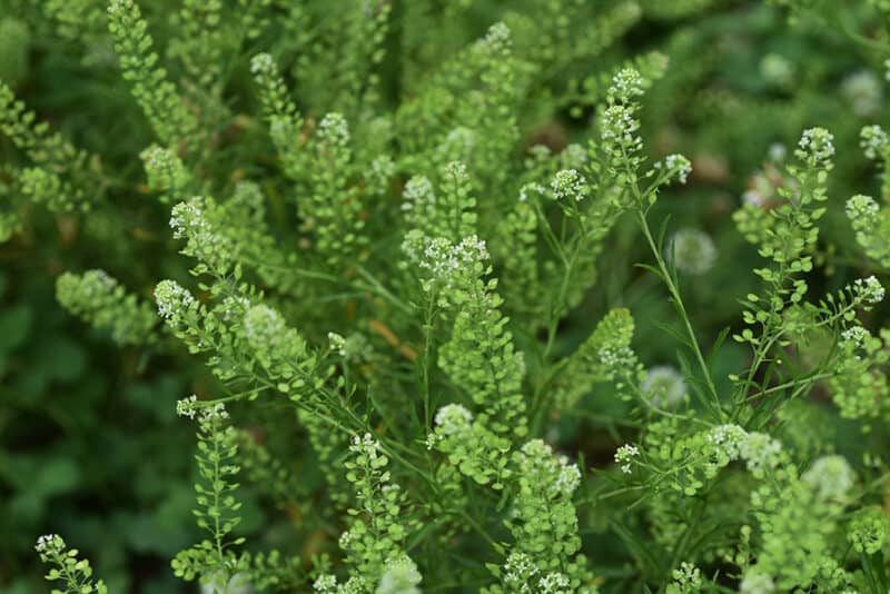Pepperweed (lepidium virginicum) samen für urban gardens