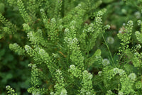 Pepperweed (lepidium virginicum) samen für urban gardens