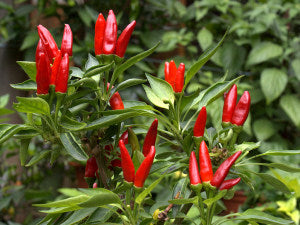 Pequin Chili Samen zum Pflanzen - Gemüse Garden Starter