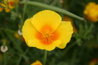 Cali Blumensamen zur Aussaat – Wildblume Mischung – Traditionssorte & ohne Gentechnik Samen Hausgarten