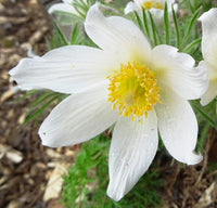 Perennial gelb anemone pulsatilla blumen