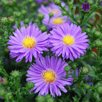 Perennial aster blumen blooming in summer