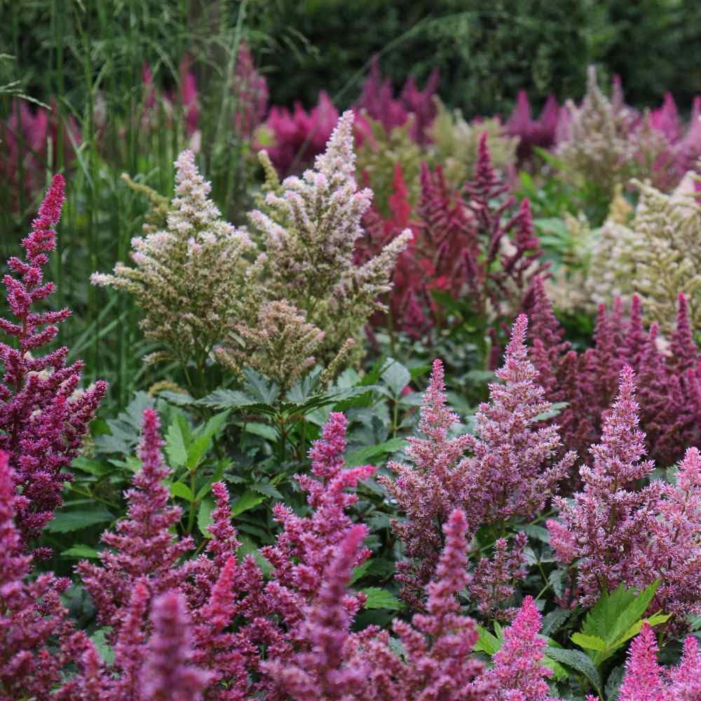 Perennial mixed astilbe pflanzen in bloom