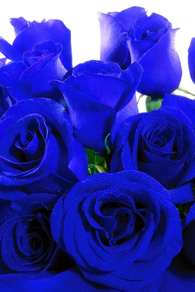 Perennial away dark blau rose pflanzen for borders and containers