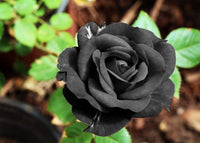 Perennial schwarz rose pflanzen for borders and töpfen