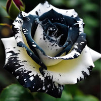 Perennial schwarz & weiß rose pflanzen for borders and containers