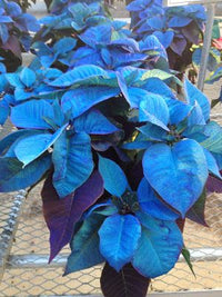 Perennial blau poinsettia pflanzen for borders and töpfen