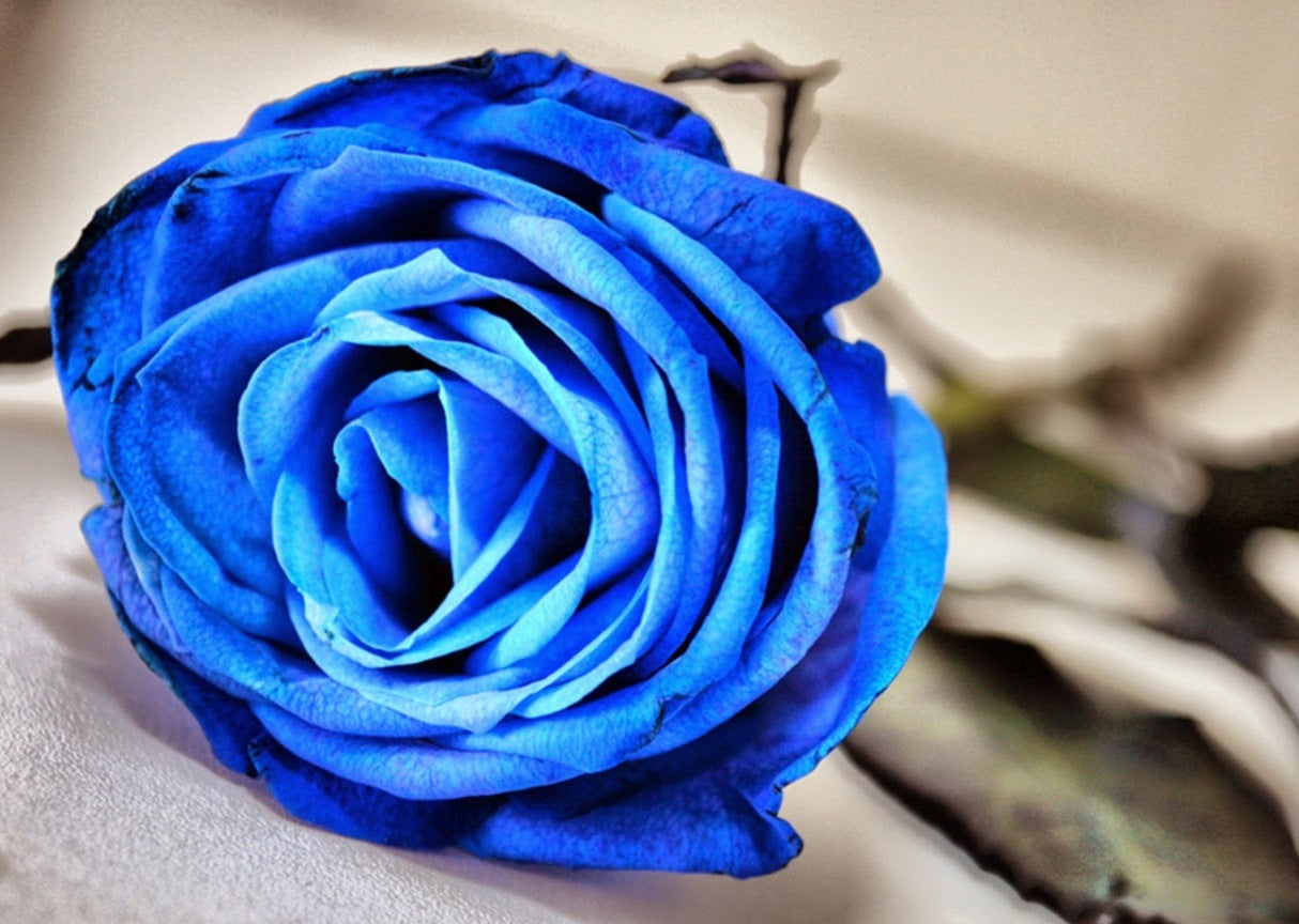 Perennial blau rose pflanzen for borders and töpfen