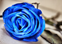 Perennial blau rose pflanzen for borders and töpfen