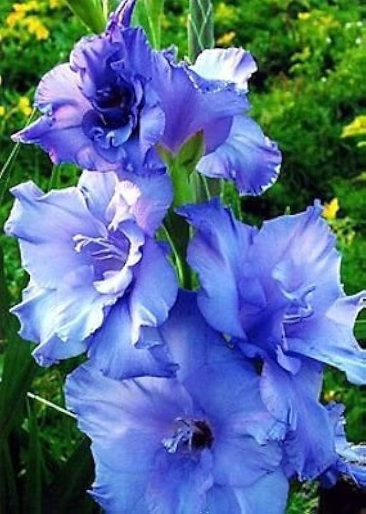 Perennial blau and weiß gladiolus pflanzen for borders and containers