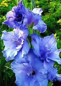 Perennial blau and weiß gladiolus pflanzen for borders and containers