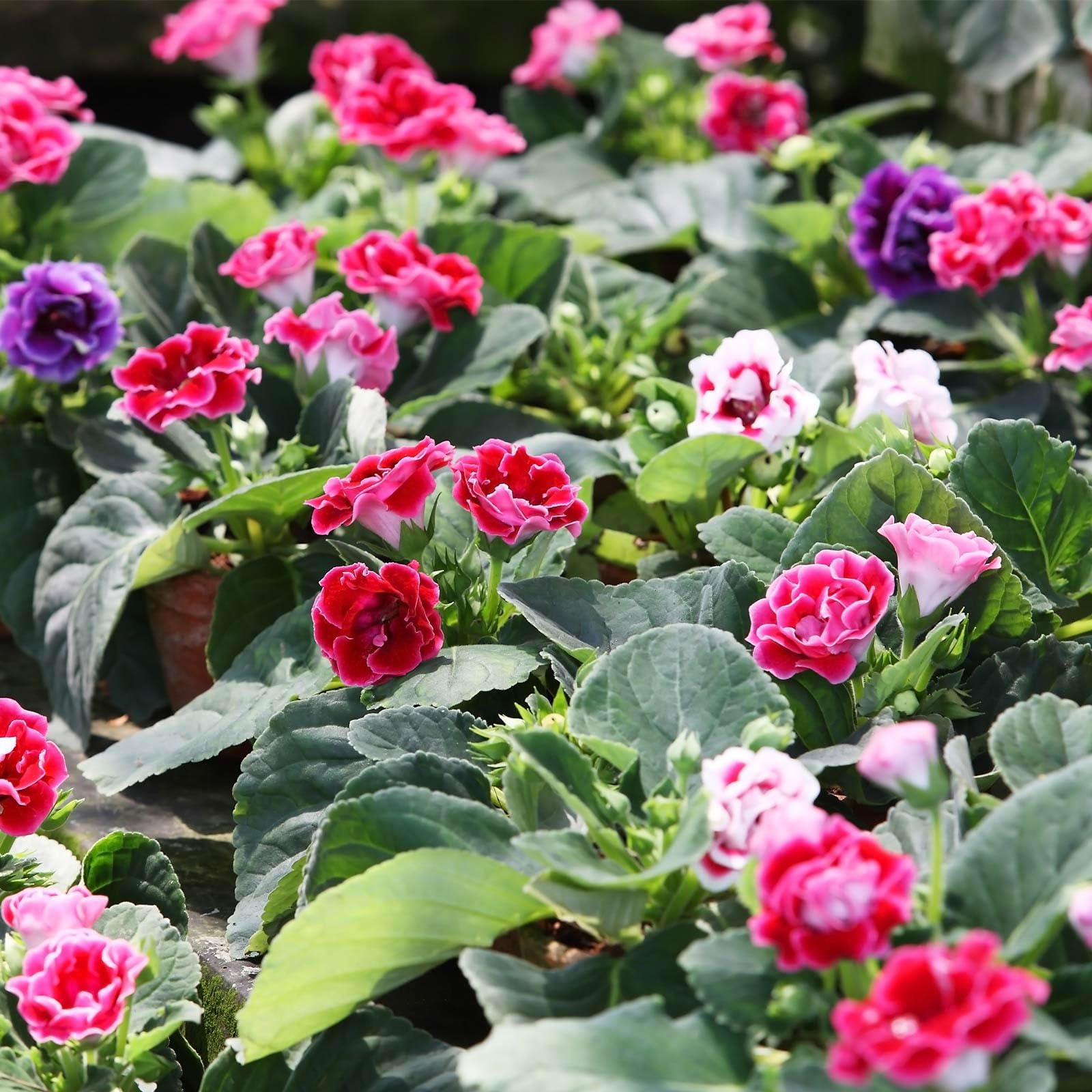 Perennial brazilian gloxinia pflanzen for garten beds and containers