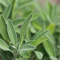 Bushy perennial Broadleaf Sage Pflanze in sunny Garten