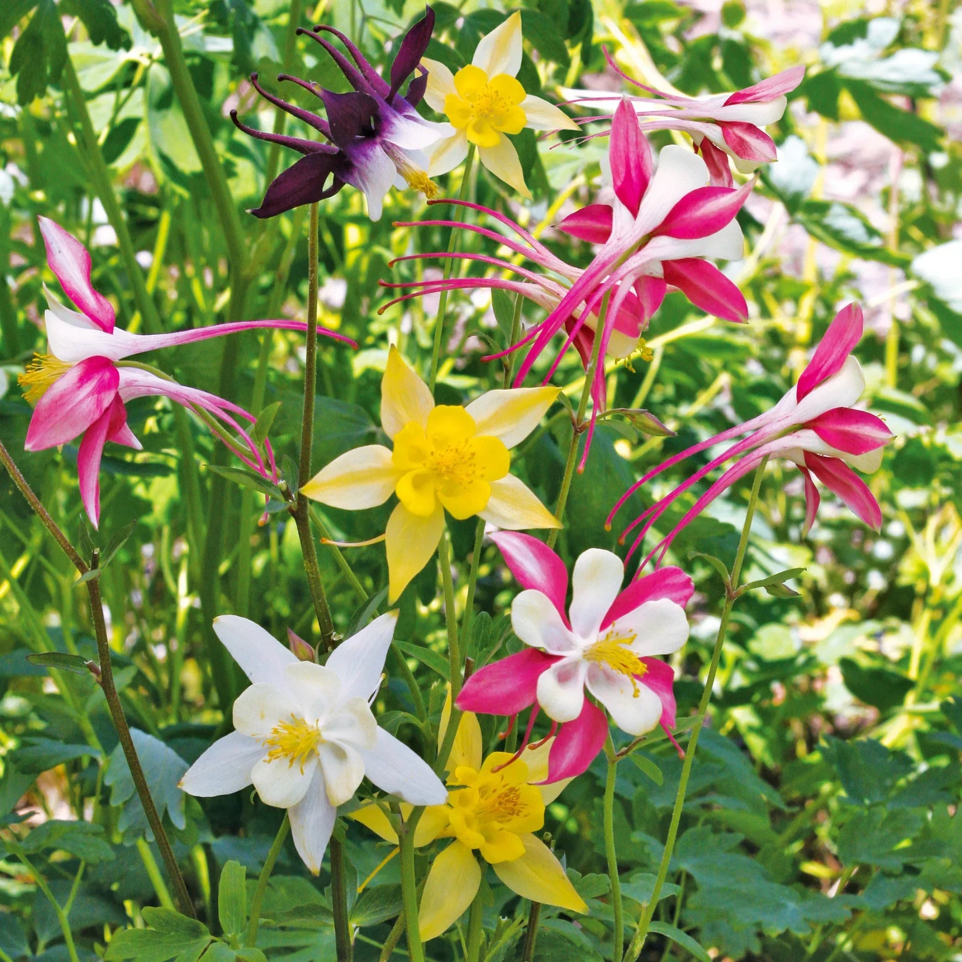 Perennial columbine samen for easy garten anpflanzung