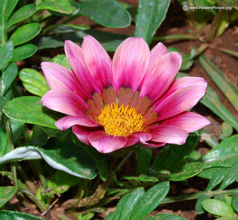 Perennial cream rosa gazania pflanzen for borders and containers