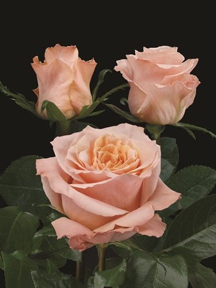 Perennial cream rosa rose pflanzen for borders and containers