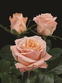 Perennial cream rosa rose pflanzen for borders and containers