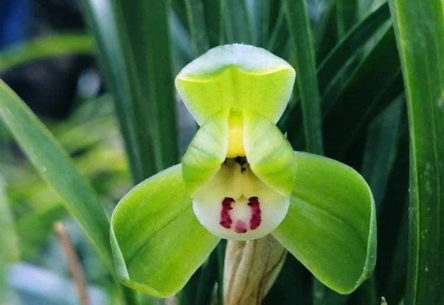 Perennial cymbidium maxillaria goeringii orchid pflanzen for containers and garten beds