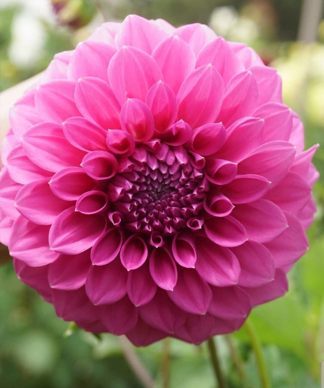 Perennial dahlia blumen for garten borders