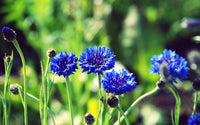 Dark blau aster blumen for borders and beds