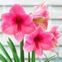 Perennial dark rosa amaryllis barbados pflanzen for borders and containers