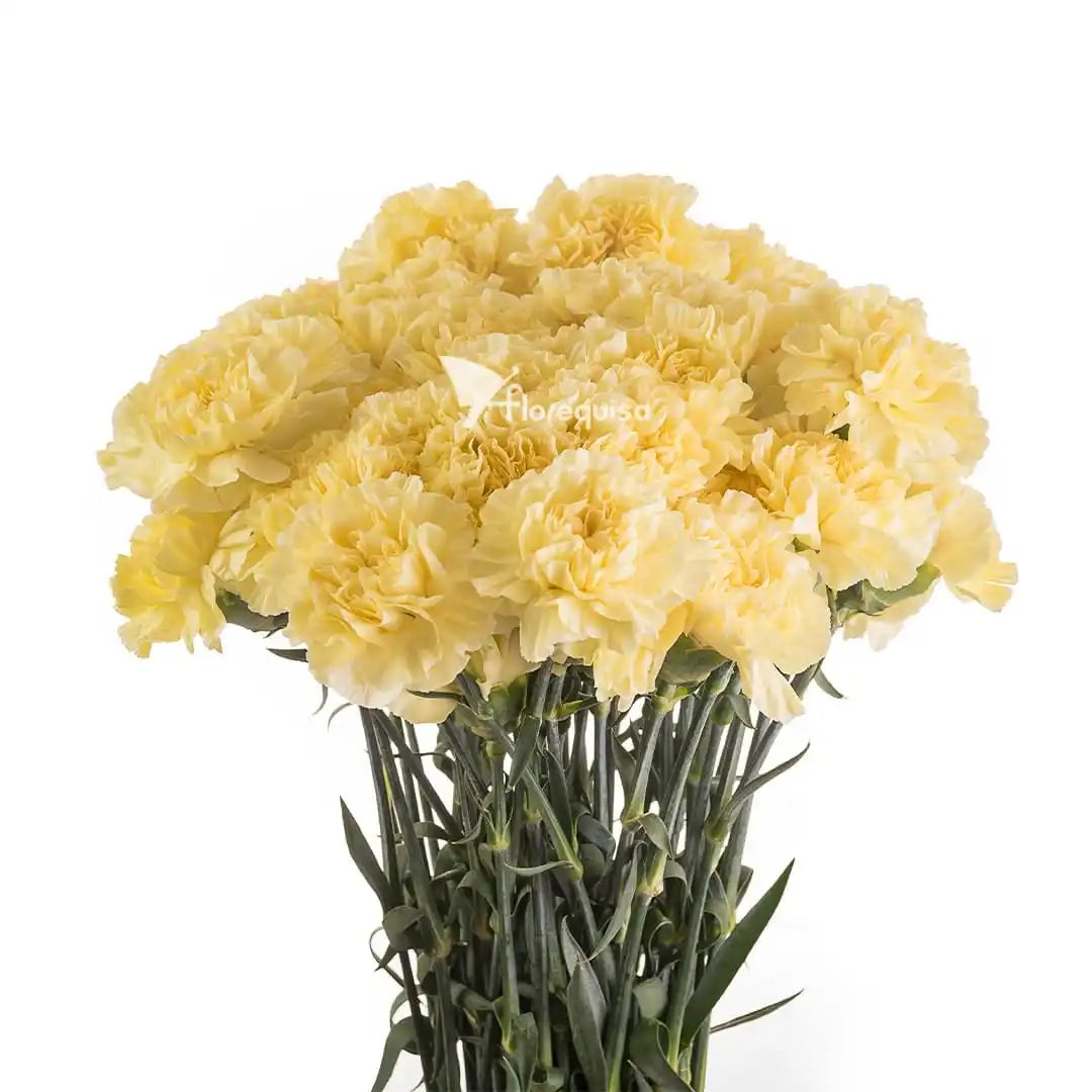 Perennial dark gelb carnation pflanzen for borders and töpfen