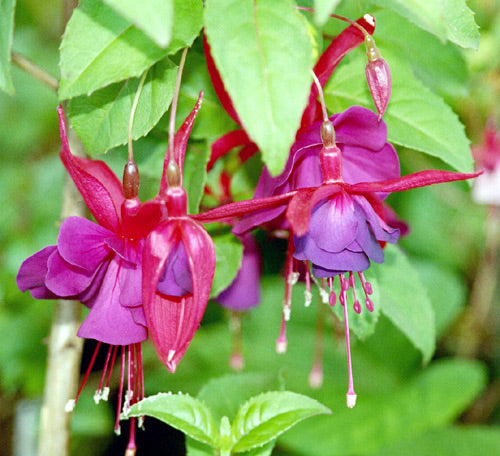 Perennial fuchsia blume samen for shade gardens