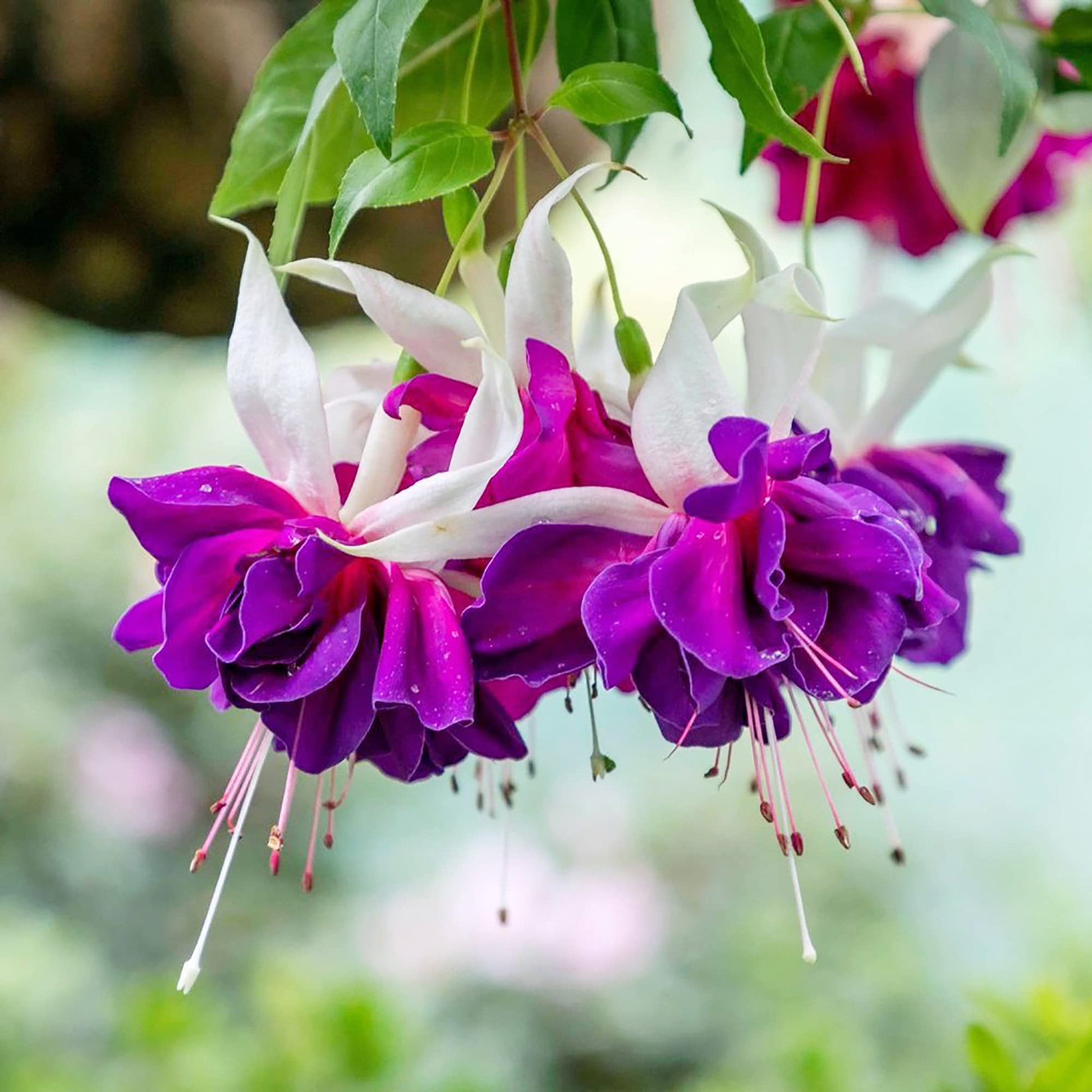 Perennial fuchsia garten samen for outdoor anpflanzung