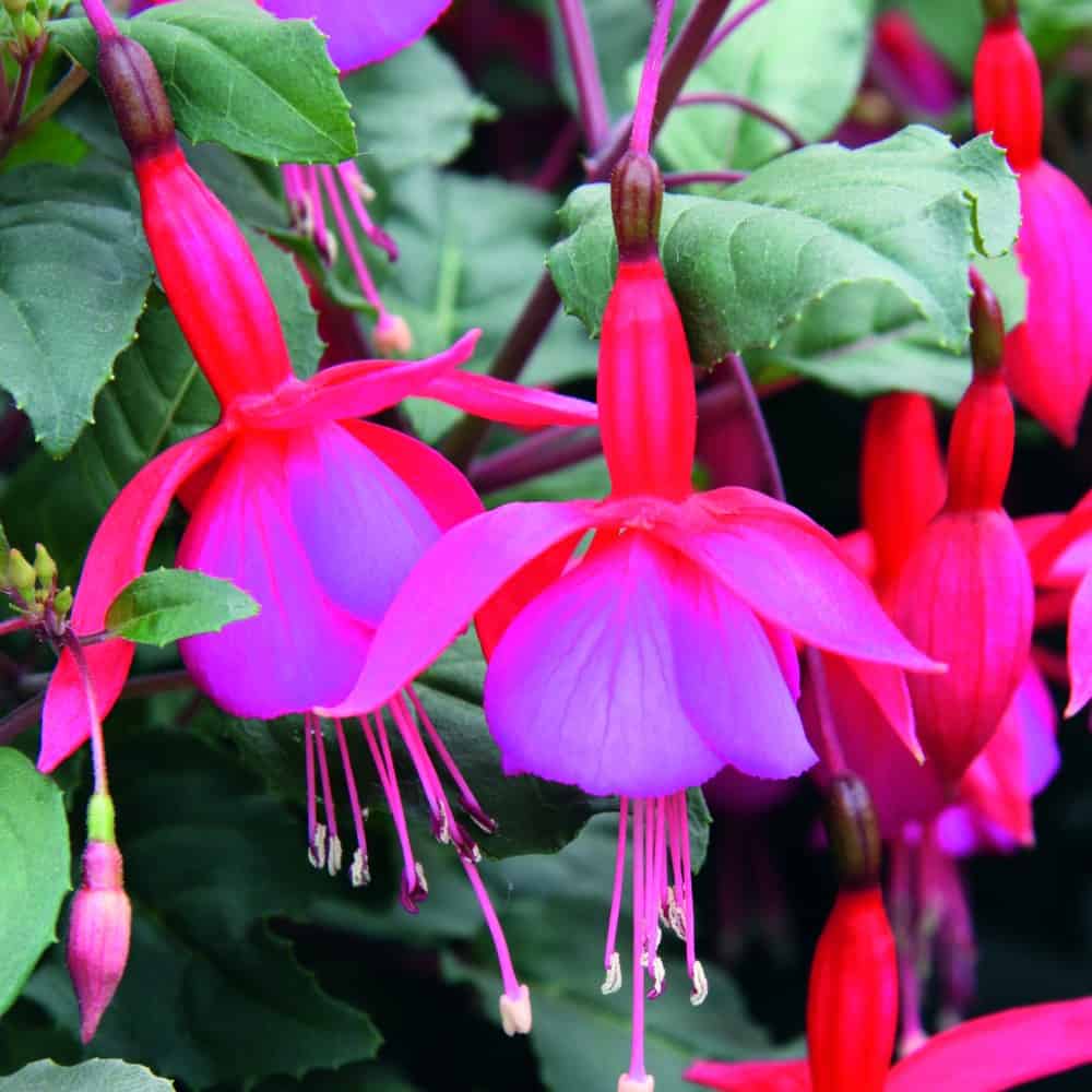 Perennial rot blau fuchsia pflanzen for borders