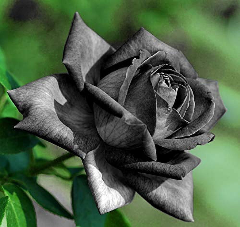Perennial gray rose pflanzen for borders and containers