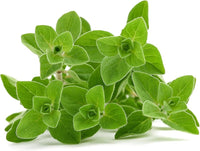 Perennial Greek Oregano Pflanze with dense green leaves