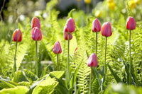 Perennial grün and gelb tulip blooms in garten
