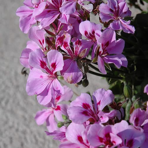 Perennial lavender geranium pflanzen for borders and containers