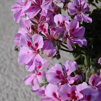 Perennial lavender geranium pflanzen for borders and containers