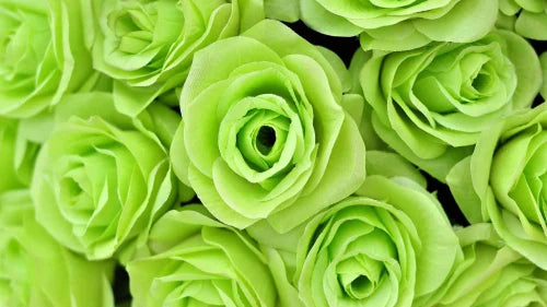 Perennial light grün rose pflanzen for borders and beds