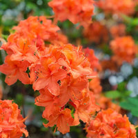Perennial light orange azalea pflanzen for borders and containers