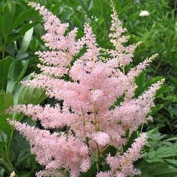 Perennial light rosa astilbe blumen for borders