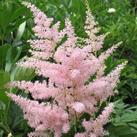 Perennial light rosa astilbe blumen for borders