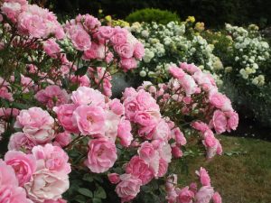 Perennial light rosa osiria rose pflanzen for borders and containers
