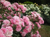 Perennial light rosa osiria rose pflanzen for borders and containers