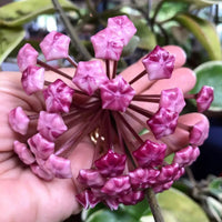 Perennial light lila hoya carnosa pflanzen for trellises and containers