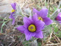Perennial light violet anemone blumen for borders