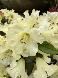 Rhododendron blume samen for anpflanzung light gelb